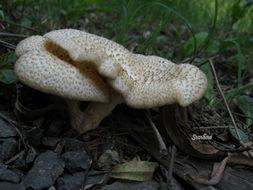 雷打菇图片,大自然的馈赠与药用价值